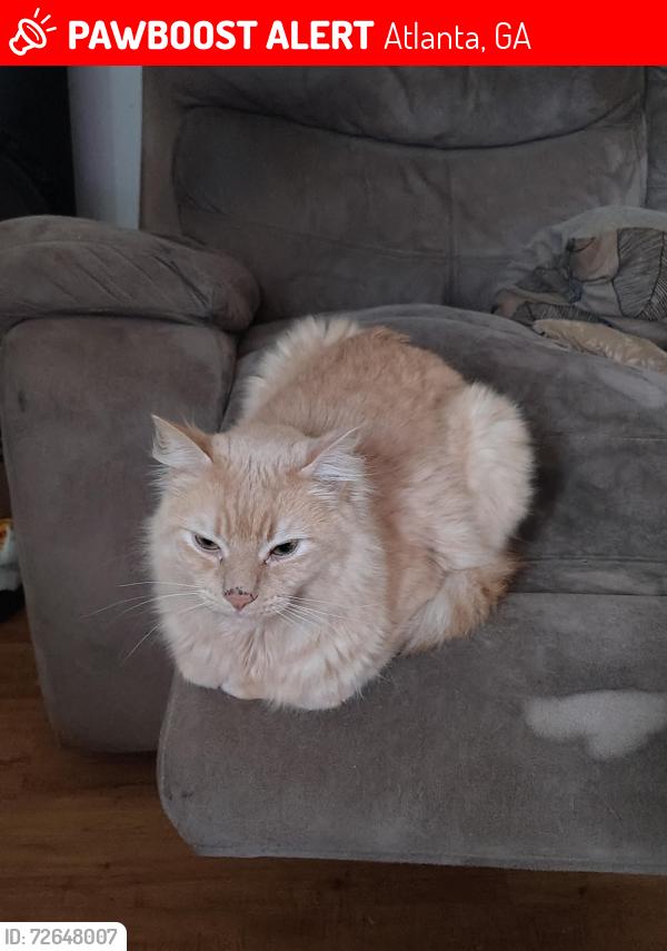 Lost Male Cat last seen  Ave and United Ave, Grant park., Atlanta, GA 30312