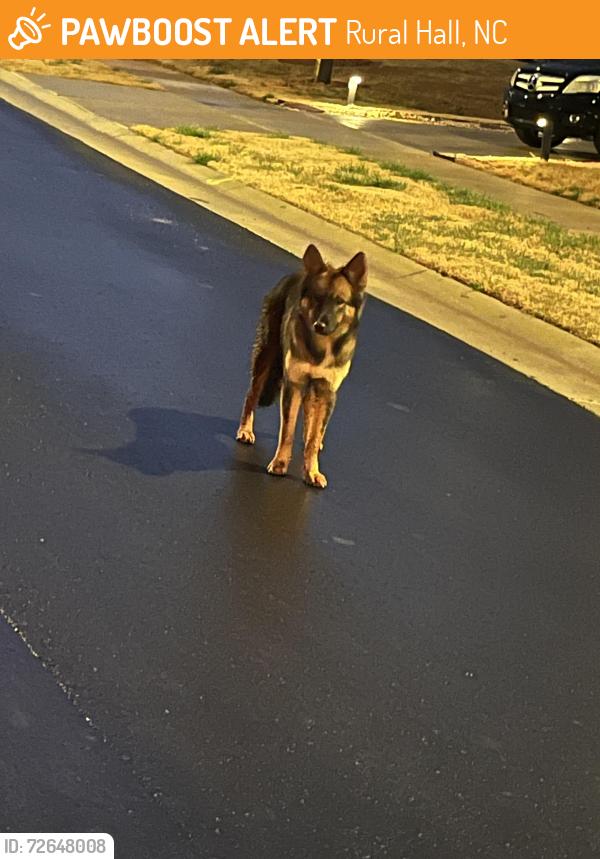 Found/Stray Unknown Dog last seen Capstone court/ Longshadow street , Rural Hall, NC 27045
