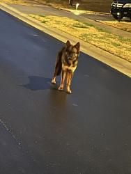 Found/Stray Unknown Dog last seen Capstone court/ Longshadow street , Rural Hall, NC 27045