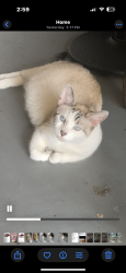 Found/Stray Female Cat last seen Near s Lowe st , Chicago, IL 60616