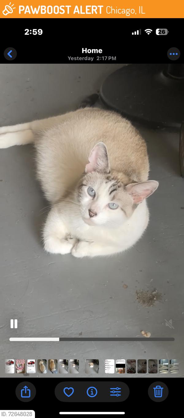 Found/Stray Female Cat last seen Near s Lowe st , Chicago, IL 60616