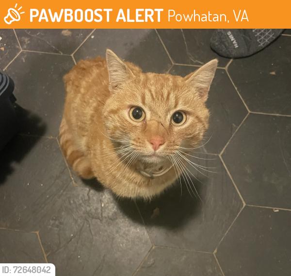 Found/Stray Male Cat last seen Powhatan, Powhatan, VA 23139
