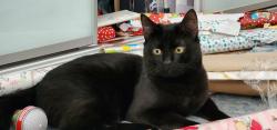 Lost Male Cat last seen Slate Park, Eglinton, WA 6034