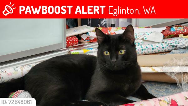 Lost Male Cat last seen Slate Park, Eglinton, WA 6034