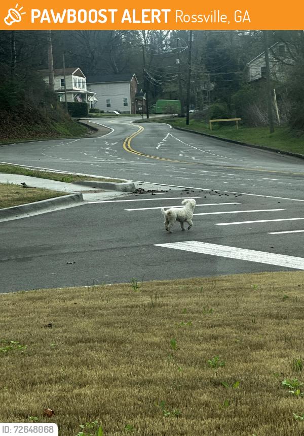Found/Stray Male Dog last seen Taco Bell parking lot , Rossville, GA 30741