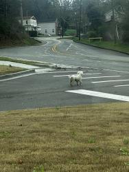 Found/Stray Male Dog last seen Taco Bell parking lot , Rossville, GA 30741