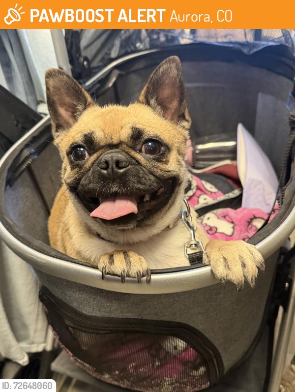 Found/Stray Female Dog last seen Expo park in Aurora, CO, Aurora, CO 80012