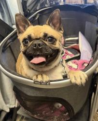 Found/Stray Female Dog last seen Expo park in Aurora, CO, Aurora, CO 80012