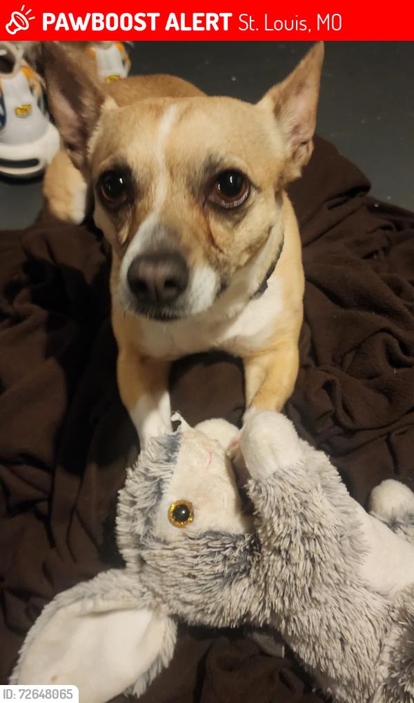 Lost Male Dog last seen meremac, St. Louis, MO 63116