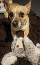 Lost Male Dog last seen meremac, St. Louis, MO 63116