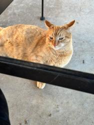 Lost Male Cat last seen hyatt park neighborhood , Columbia, SC 29203