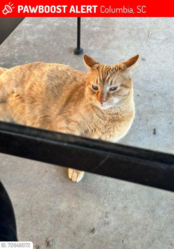 Lost Male Cat last seen hyatt park neighborhood , Columbia, SC 29203