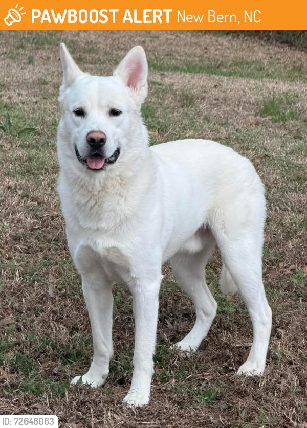 Found/Stray Unknown Dog last seen Robbie Lane, dog on Riverside Leadership Academy grounds, New Bern, NC 28562