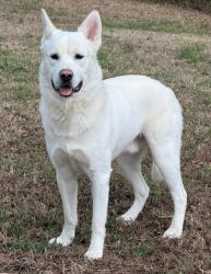 Found/Stray Unknown Dog last seen Robbie Lane, dog on Riverside Leadership Academy grounds, New Bern, NC 28562