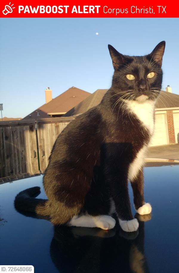 Lost Male Cat last seen Outreau and Strasbourg Streets in King's Crossing, Corpus Christi, TX 78414