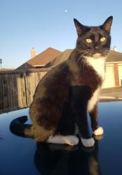 Lost Male Cat last seen Outreau and Strasbourg Streets in King's Crossing, Corpus Christi, TX 78414