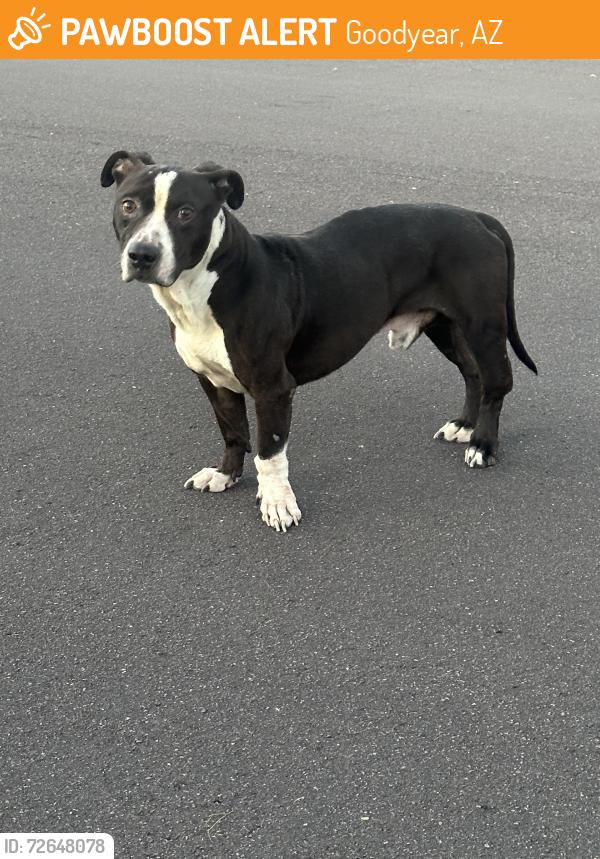 Found/Stray Male Dog last seen 161st Dr & Monte Vista , Goodyear, AZ 85395