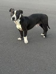 Found/Stray Male Dog last seen 161st Dr & Monte Vista , Goodyear, AZ 85395