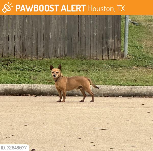 Found/Stray Male Dog last seen Sagebrush valley ln., Houston, TX 77433