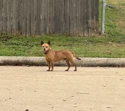 Found/Stray Male Dog last seen Sagebrush valley ln., Houston, TX 77433