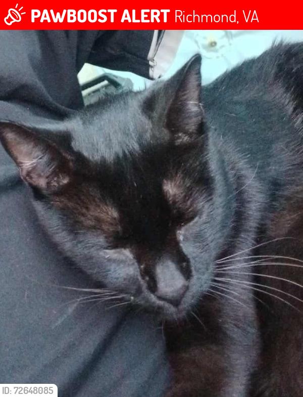 Lost Male Cat last seen 18th and Oliver Hill, Richmond, VA 23219