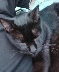 Lost Male Cat last seen 18th and Oliver Hill, Richmond, VA 23219