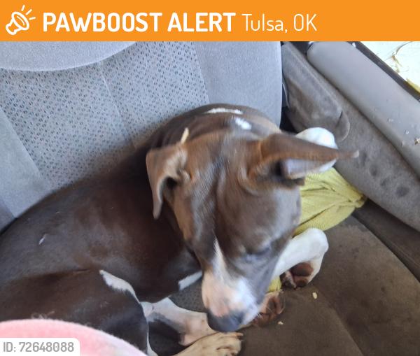 Found/Stray Male Dog last seen East 61st St. and south Peoria ave. , Tulsa, OK 74105