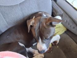 Found/Stray Male Dog last seen East 61st St. and south Peoria ave. , Tulsa, OK 74105