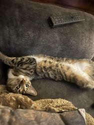 Lost Female Cat last seen Pettebone , Kingston, PA 18704