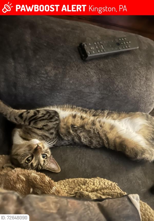 Lost Female Cat last seen Pettebone , Kingston, PA 18704