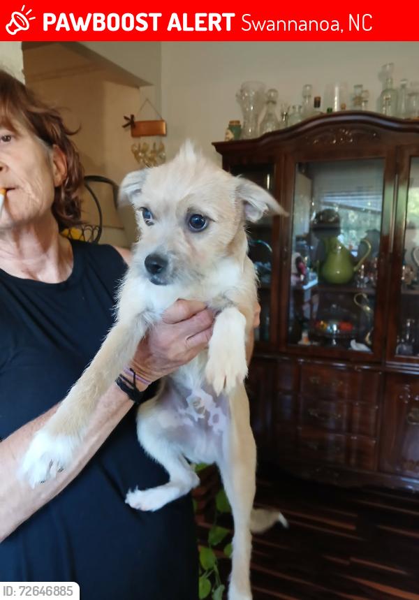 Lost Male Dog last seen Grovemont Park Swannanoa , Swannanoa, NC 28778