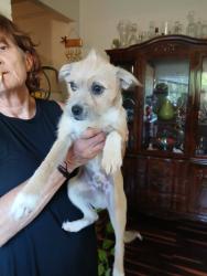 Lost Male Dog last seen Grovemont Park Swannanoa , Swannanoa, NC 28778