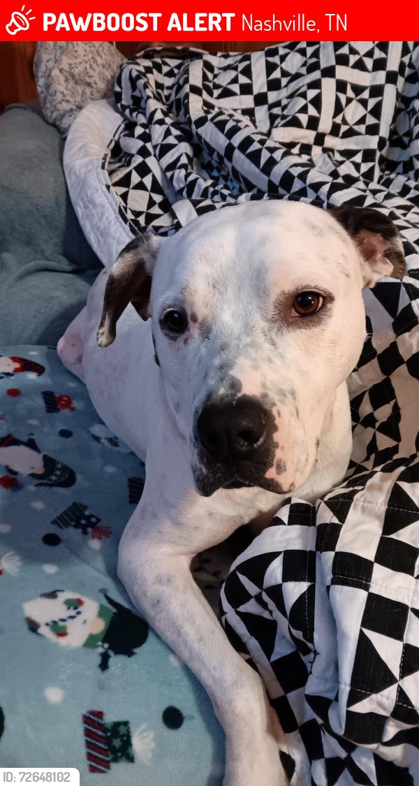 Lost Male Dog last seen Near glengarry drive, Nashville, TN 37217