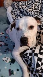 Lost Male Dog last seen Near glengarry drive, Nashville, TN 37217