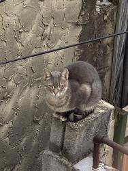 Found/Stray Female Cat last seen McKean Street and S Mildred Street, Philadelphia, PA 19148