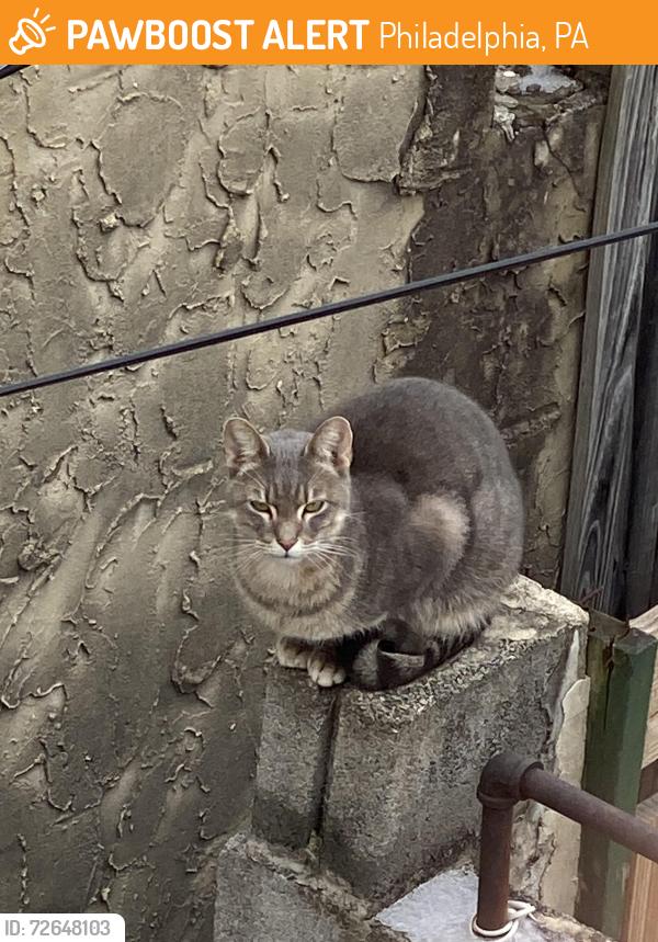 Found/Stray Female Cat last seen McKean Street and S Mildred Street, Philadelphia, PA 19148