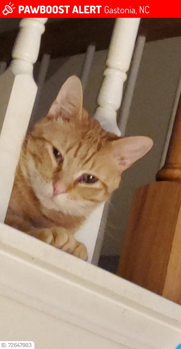Lost Male Cat last seen Crowders View and Crowders Woods, Gastonia, NC 28052