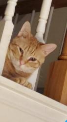 Lost Male Cat last seen Crowders View and Crowders Woods, Gastonia, NC 28052
