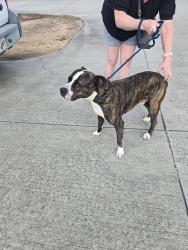 Found/Stray Male Dog last seen Near block of Dogwood Dr., Harvey, LA 70058