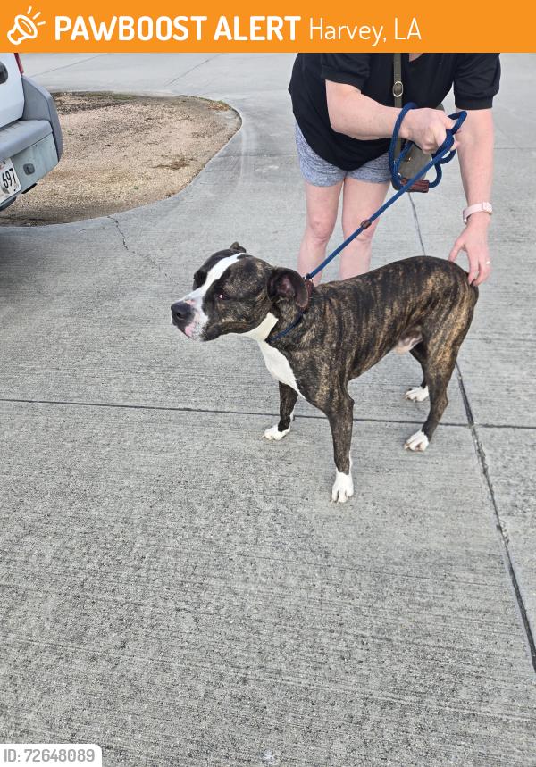 Found/Stray Male Dog last seen Near block of Dogwood Dr., Harvey, LA 70058