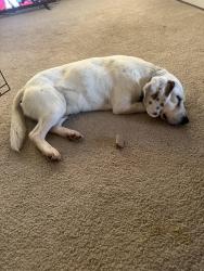 Found/Stray Male Dog last seen Martinsburg Pa State Game Land #73, Martinsburg, PA 16662