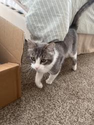Found/Stray Unknown Cat last seen Little ceasers, Moore, OK 73160