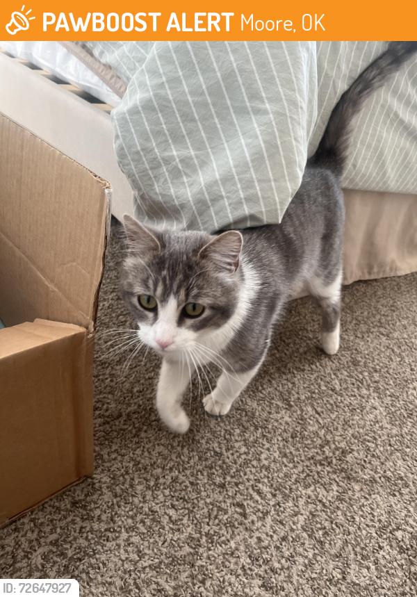 Found/Stray Unknown Cat last seen Little ceasers, Moore, OK 73160