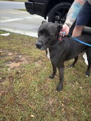 Found/Stray Male Dog last seen In front of Watson Hill, Summerville, SC 29485