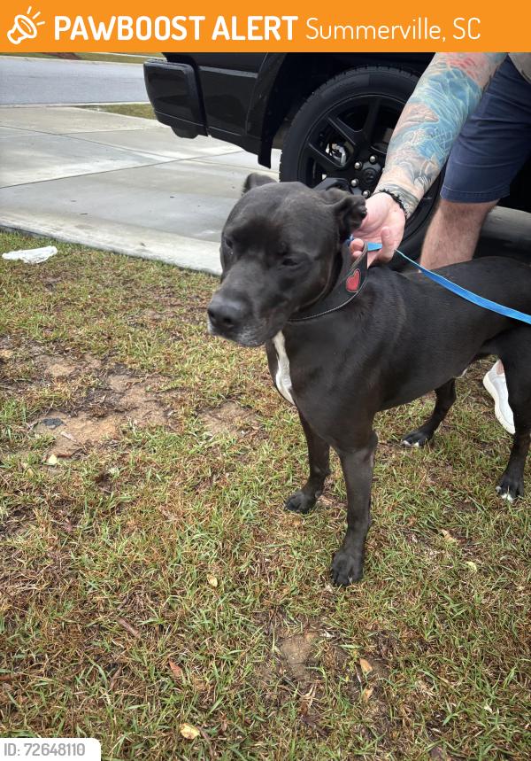 Found/Stray Male Dog last seen In front of Watson Hill, Summerville, SC 29485