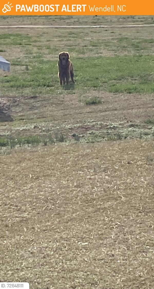 Found/Stray Unknown Dog last seen Harris Wilson road , Wendell, NC 27591