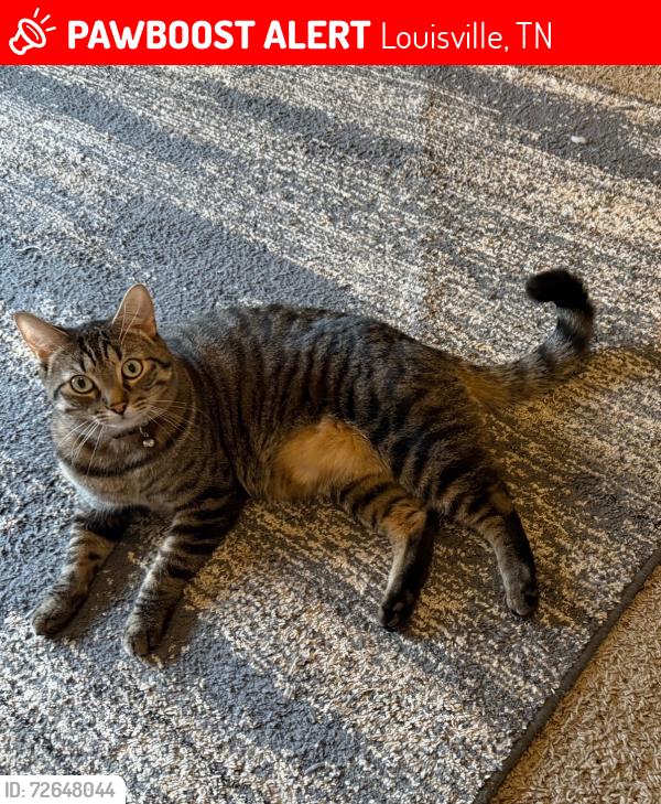 Lost Male Cat last seen Riverside Manor apmts , Louisville, TN 37777
