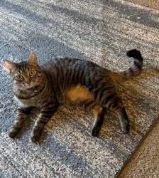 Lost Male Cat last seen Riverside Manor apmts , Louisville, TN 37777