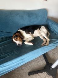 Found/Stray Male Dog last seen Martinsburg Pa State Game Land #73, Martinsburg, PA 16662