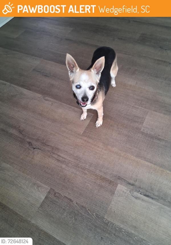 Found/Stray Female Dog last seen Near wedgefield sumter County , Wedgefield, SC 29168